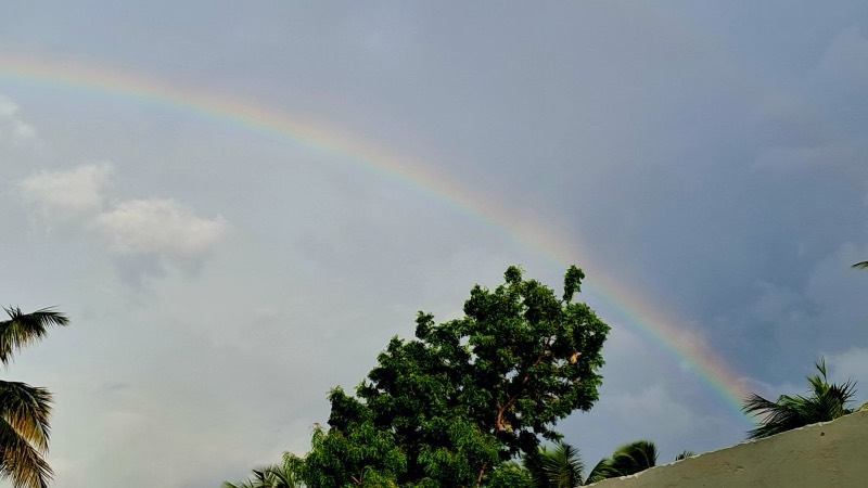 A rainbow over trees