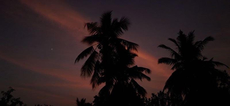 Coconut palms silhouetted at dusk