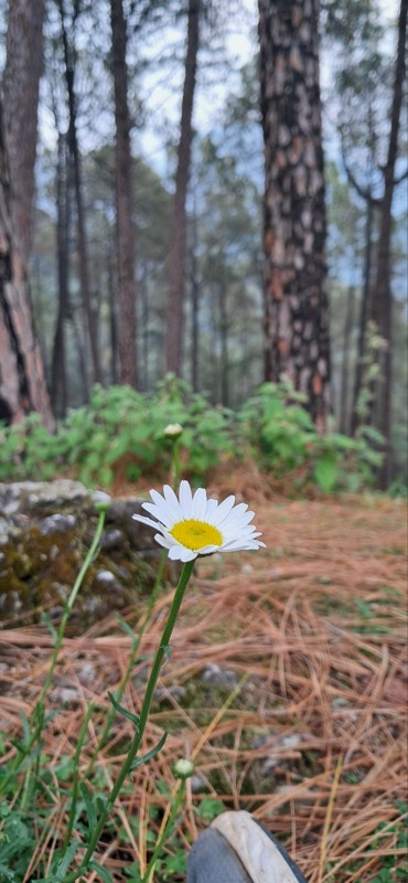 A daisy on a forest floor