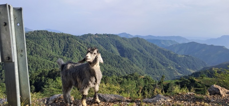 A goat on a hilltop above a valley