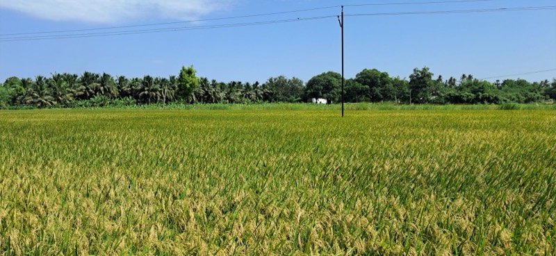 A paddy field