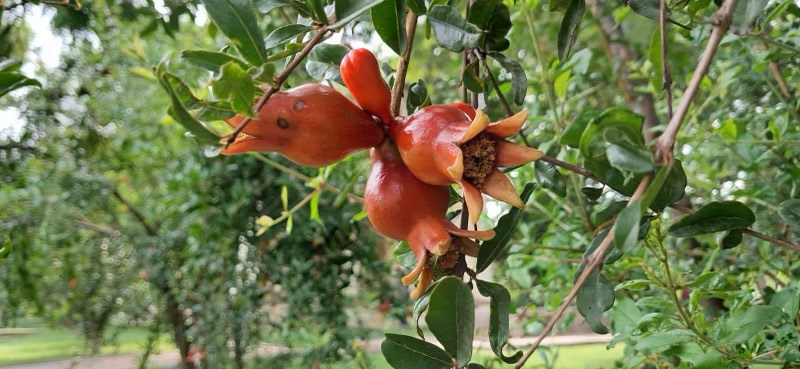 A pomegranate on the tree